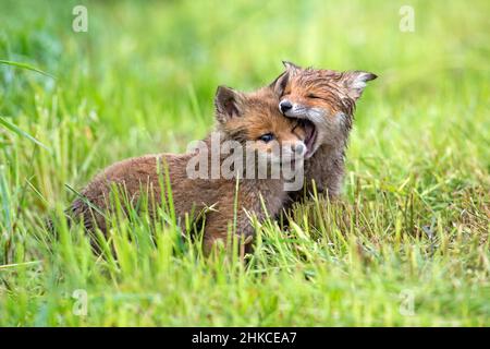 European Rd Fox (Vulpes vulpes) zwei Jungen spielen auf der Wiese, Deutschland Stockfoto