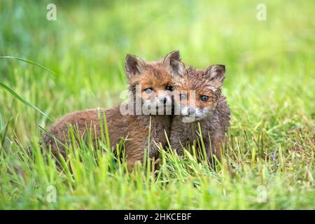 Europäischer Rodfuchs (Vulpes vulpes) zwei Junge warnen auf Wiese, Deutschland Stockfoto