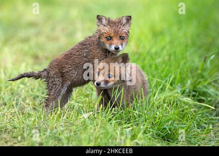 European Rd Fox (Vulpes vulpes) zwei Jungen spielen auf der Wiese, Deutschland Stockfoto