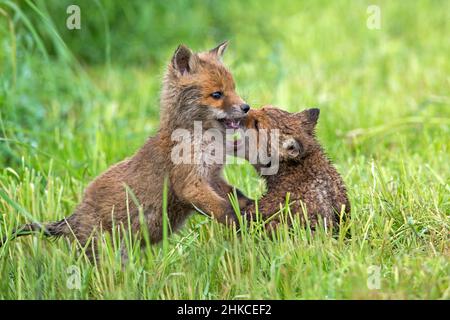 European Rd Fox (Vulpes vulpes) zwei Jungen spielen auf der Wiese, Deutschland Stockfoto