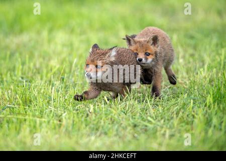 European Rd Fox (Vulpes vulpes) zwei Jungen spielen auf der Wiese, Deutschland Stockfoto