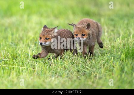 European Rd Fox (Vulpes vulpes) zwei Jungen spielen auf der Wiese, Deutschland Stockfoto