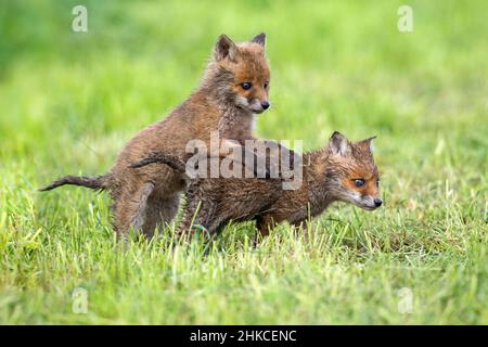 European Rd Fox (Vulpes vulpes) zwei Jungen spielen auf der Wiese, Deutschland Stockfoto