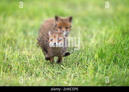 European Rd Fox (Vulpes vulpes) zwei Jungen spielen auf der Wiese, Deutschland Stockfoto