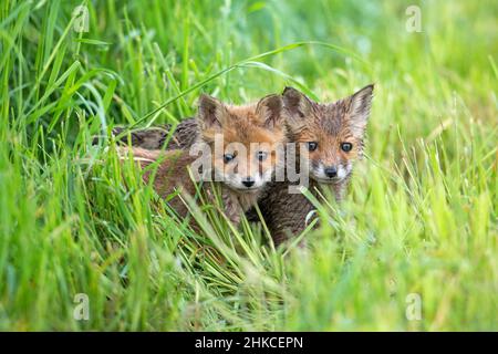 Europäischer Rodfuchs (Vulpes vulpes) zwei Junge warnen auf Wiese, Deutschland Stockfoto