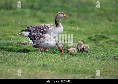 Graugans (Anser anser) Eltern füttern mit Dreiküken auf der Wiese, Insel Texel, Holland, Europa Stockfoto