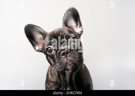 Positiver Welpe der französischen Bulldogge. Hündin Welpe schaut über die Kamera. Stockfoto