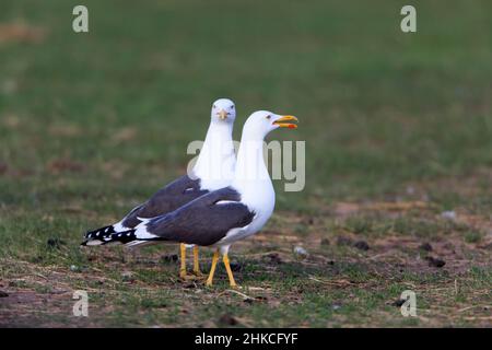 Kleinmöwe (Larus marinus), das Paar zeigt, Insel Texel, Holland, Europa Stockfoto