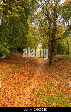 Ein verlasser Fußweg führt durch Wälder, da die Herbstfarben zu sehen sind Stockfoto