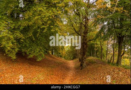 Ein verlasser Fußweg führt durch Wälder, da die Herbstfarben zu sehen sind Stockfoto