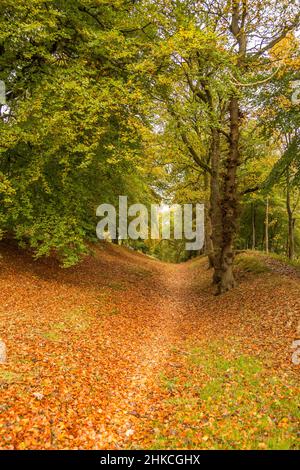 Ein verlasser Fußweg führt durch Wälder, da die Herbstfarben zu sehen sind Stockfoto