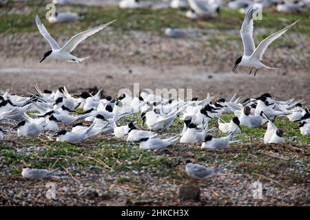 Sandwich Tern (Sterna sandvicensis) im Flug über Nistkolonie, Insel Texel, Holland, Europa Stockfoto