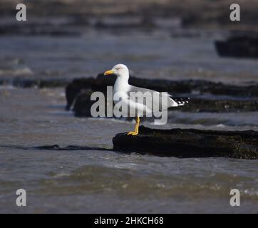 Möwe auf einem Strandfelsen bei Ebbe aufmerksam beobachten Stockfoto