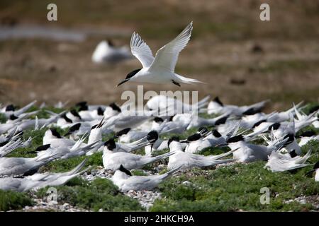 Sandwich Tern (Sterna sandvicensis) im Flug über Nistkolonie, Insel Texel, Holland, Europa Stockfoto