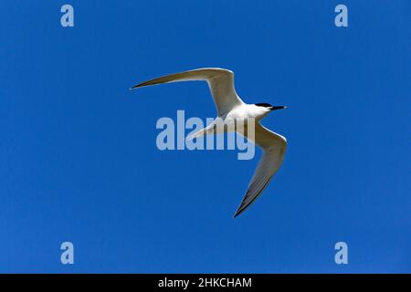 Sandwich Tern (Sterna sandvicensis) im Flug, Insel Texel, Holland, Europa Stockfoto