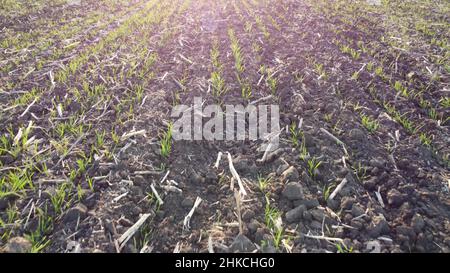 Reihen von keimendem Weizen auf dem Feld. Das Licht der Morgensonne erhellt die Sprossen der Pflanzen hell Stockfoto