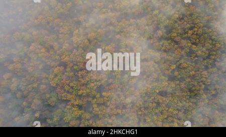 Luftaufnahme des Nebels fliegt über den Herbstwald. Die Wolken bewegen sich langsam und zeigen einen dichten, bunten Wald. Stockfoto