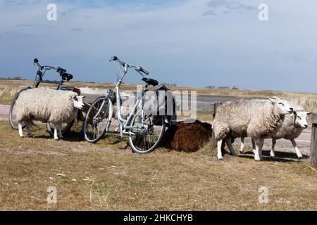 Texel Schafe, Ruhe neben Fahrrädern, Insel Texel, Holland, Europa Stockfoto