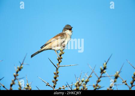 Whitethroat (Sylvia communis), männlich, singt von Buschspitze, Insel Texel, Holland, Europa Stockfoto