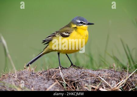 Gelber Wagtail (Motacilla flava) Männchen, der auf Wiese ruht, Insel Texel, Holland, Europa Stockfoto