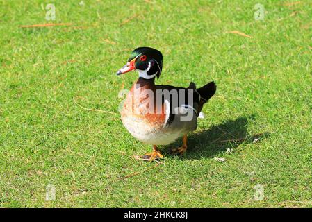 Elegante bunte, helle Mandarinenente, die am Ufer des Flusses steht. Aix galericulata Stockfoto