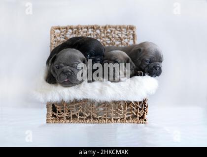 Gruppe junger 4 Wochen alter französischer Bulldogge-Welpen mit offenen Augen auf hellem Hintergrund in einer Weidenbox Stockfoto