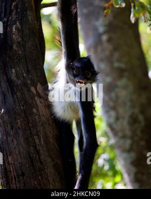 Nahaufnahme eines Spinnenaffen (Ateles geoffroyi), der am Baum hängt und ein komisches Gesicht im Lago de Atitlan, Guatemala, macht. Stockfoto