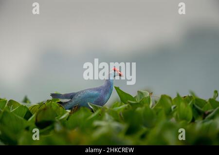 Schwalbe mit Drahtschwanz Stockfoto