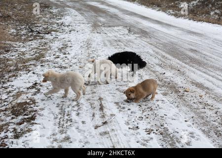 Obdachlose Welpen essen draußen im Schnee in der Nähe der Autobahn Brot. Eine Serie von Bildern über streunende Hunde. Stockfoto