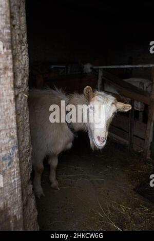 Weiße Ziege in der Nähe des Corral. Ziege auf dem Hof. Stockfoto