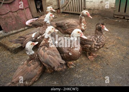 Nahaufnahme einer braunen und weißen Ente mit rotem Kopf, bekannt als kreolische Ente, Bragado, schwarze Ente oder stumme Ente. Stockfoto