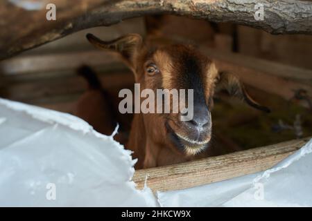 Weiße Ziege in der Nähe des Corral. Ziege auf dem Hof. Stockfoto