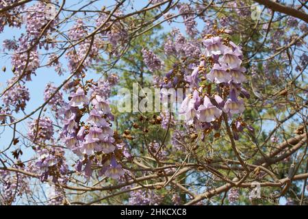 Fliederblüte des Paulownia tomentosa-Baumes Stockfoto