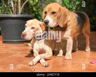 Labrador und Beagle Welpen im sonnigen grünen Garten. Hunde spielen auf dem Hof. Stockfoto