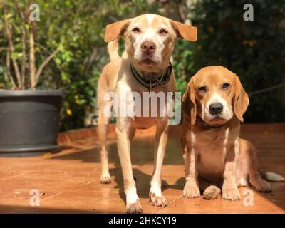 Labrador und Beagle Welpen im sonnigen grünen Garten. Hunde spielen auf dem Hof. Stockfoto
