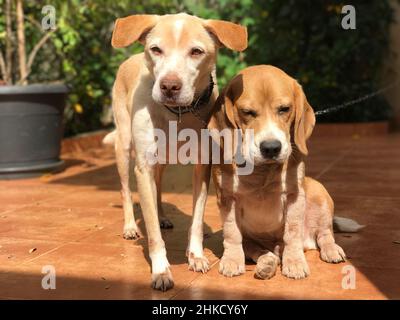 Labrador und Beagle Welpen im sonnigen grünen Garten. Hunde spielen auf dem Hof. Stockfoto