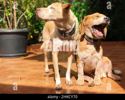 Labrador und Beagle Welpen im sonnigen grünen Garten. Hunde spielen auf dem Hof. Stockfoto