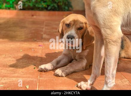 Labrador und Beagle Welpen im sonnigen grünen Garten. Hunde spielen auf dem Hof. Stockfoto