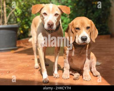 Labrador und Beagle Welpen im sonnigen grünen Garten. Hunde spielen auf dem Hof. Stockfoto