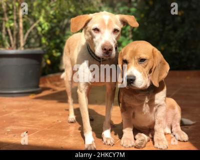 Labrador und Beagle Welpen im sonnigen grünen Garten. Hunde spielen auf dem Hof. Stockfoto