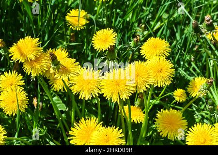 Blühender Elendelion. Auf dem Frühlingsrasen blüht gelber Dandelion. Stockfoto