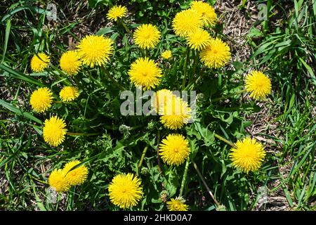 Blühender Elendelion. Auf dem Frühlingsrasen blüht gelber Dandelion. Stockfoto