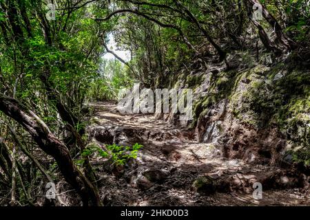 MADEIRA, PORTUGAL - 27. AUGUST 2021: Dies ist einer der Wege an den Hängen des Nationalen Naturreservats Rabasal, das mit Relikt und endemischen Fängen bewachsen ist Stockfoto