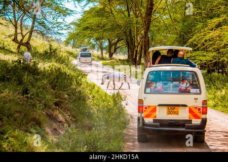 Blick auf ein Zebra, das vor einem Safari-Bus die unbefestigte Straße überquert, während Touristen die Szene im Lake Nakuru National Park, Kenia, genau beobachten Stockfoto