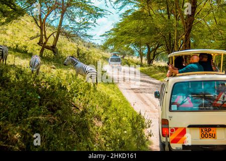 Blick auf ein Zebra, das vor einem Safari-Bus die unbefestigte Straße überquert, während Touristen die Szene im Lake Nakuru National Park, Kenia, genau beobachten Stockfoto