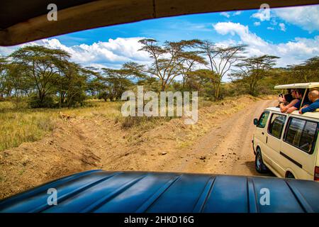 Blick auf Touristen, die in der Savanne des Lake Nakuru National Park in Kenia eine weibliche Löwenjagd beobachten Stockfoto