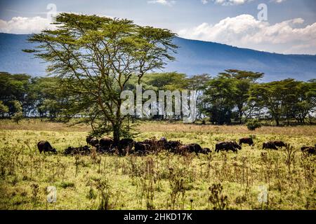 Blick auf eine Herde afrikanischer Büffel, die sich in der Savanne des Lake Nakuru National Park in Kenia im Schatten eines einsamenFieberbaums versammeln und liegen Stockfoto