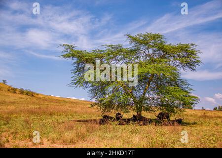 Blick auf eine Herde afrikanischer Büffel, die sich in der Savanne des Lake Nakuru National Park in Kenia im Schatten eines einsamenFieberbaums versammeln und liegen Stockfoto