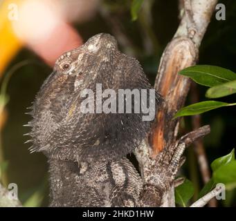 Bärtiger Drache im Birnenbaum im Garten Stockfoto