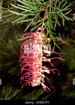 Rote Blume und grüne Blätter von Grevillea 'Spirit of Anzac' auf dunkelgrünem Hintergrund in Australien Stockfoto